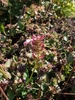 Small plant with pinkish flowers in April in Lublinie, Poland