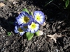 Flowers in September in Nelson, New Zealand