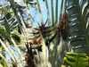 Strighy brown flowers emerging from flower pods. in September