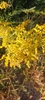 Bunched small yellow in full bloom in September in Virginia
