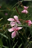 4 petalled white/pink flowers with long white anthers
