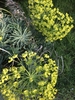 Flowers in Sipkemeer in Christchurch, Newzealand