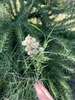 Flowers in September in Kusadasi, Turkey