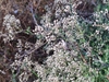 Flowers in September in Kyiv, Ukraine