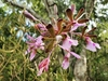 cluster of orchid flowers with large pink lips