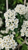 Flowers closeup in May in Minsk, Belarus