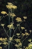 Foeniculum vulgare