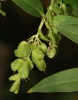 Unripe fruits