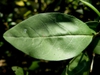 Leaf closeup