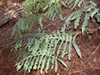 P. aureum