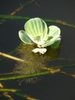 Pistia stratiotes