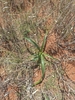 Form with several long green leaves. October. South Africa