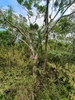 Epiphytic orchid plant. Growing between two tree branches.