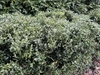 Bushy plant in bloom (small white flowers) in February in UK