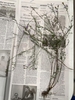 Excavated plant showing twiggy branches and small leaves.