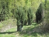 Form in April in Hessen, Germany
