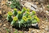 Form with yellow cupped flowers on the tips in April in Cr