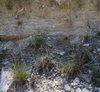 Form in April in Languedoc-Roussillon, France