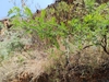 Form in April in Yunan, China
