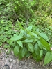 Form