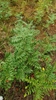 Form in August in Bagaevskiy rayon in Russia