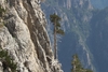 Form in August in Epirus, Greece
