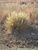 Form in August in Golan, Israel