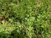Form in August in Macon County, North Carolina