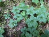 Form in August in Pierce County, Washington