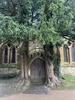 A pair of massive, old trees flanking a church door.
