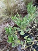 Form for diffusus in June in Richmond County, North Carolina