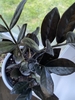 Pinnate, shiny leaves are dark green, almost black.