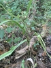Form with fruit in August in East Baton Rouge Parish, Louisiana