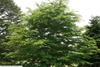 Form in July in Oakdale, New York