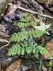 fronds.