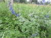Form in July in Omsk region, Russia