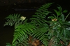Form in July in Saül 97314, French Guyana