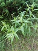 Form in July in Teton County, Wyoming