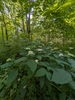 Form in June in Grundy County, Tennessee