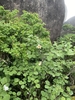 Form in June in Huangshan in China