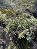 Form in June in West Coast County in South Africa