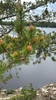 Branch/Flowers in June in Lake County in Minnesota
