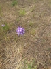 Form in June in Lyle, Washington