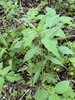 Form in June