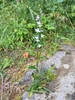 Form in June in Warren County, New Jersey