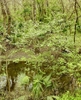 Form in March in Bayou Manchac, Louisiana