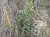 Form in March in Bega Valley, Australia