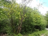 Form in May in Abruzzo in Italy