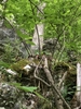 Form in May in Chatanooga County, Georgia