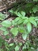 Form in May in the Appalachian Trail, GA